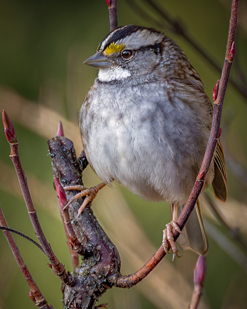 White-throated Sparrow
