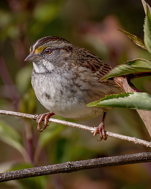 White-throated Sparrow
