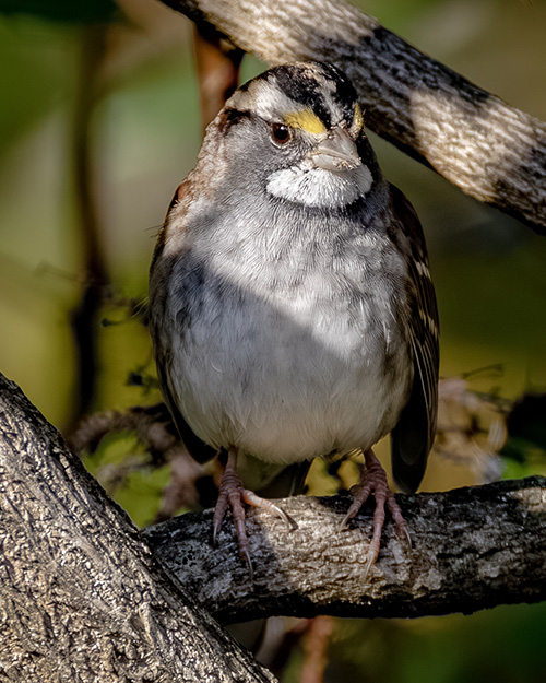 White-throated Sparrow