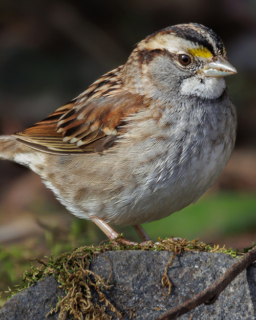 White-throated Sparrow