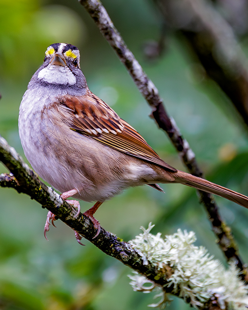 White-throated Sparrow