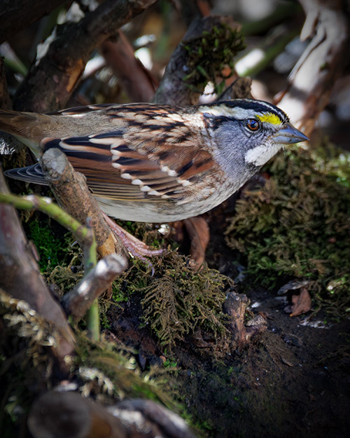 White-throated Sparrow