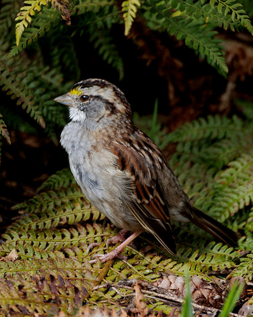 White-throated Sparrow