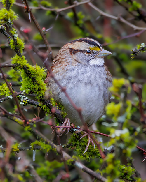 White-throated Sparrow