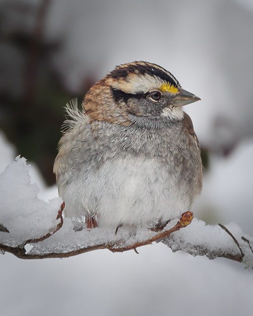 White-throated Sparrow