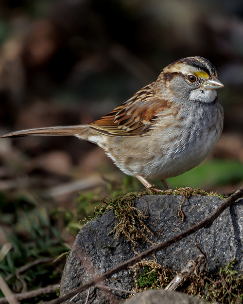 White-throated Sparrow