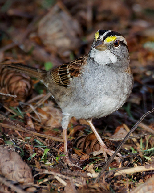 White-throated Sparrow