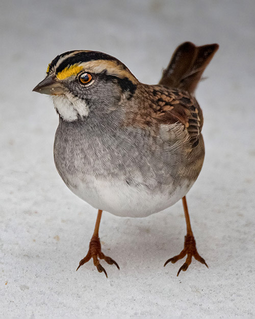 White-throated Sparrow