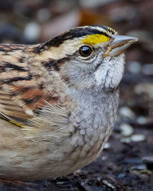 White-throated Sparrow