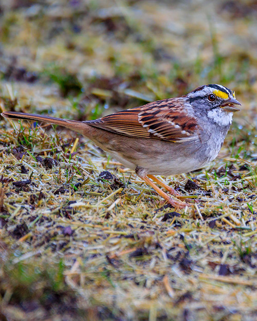 White-throated Sparrow