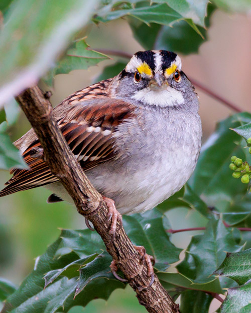 White-throated Sparrow