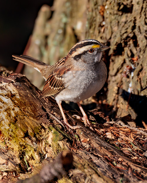 White-throated Sparrow