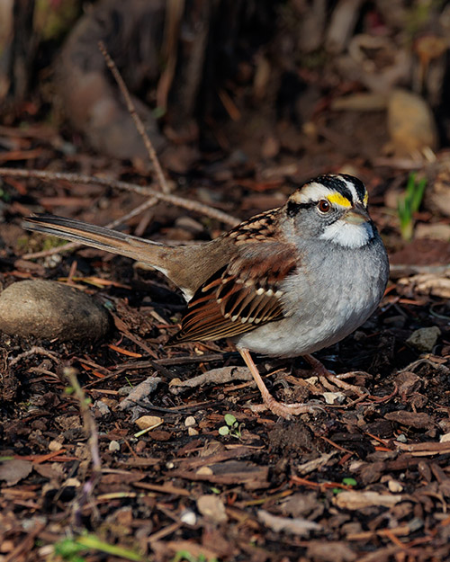 White-throated Sparrow