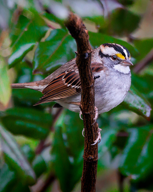 White-throated Sparrow