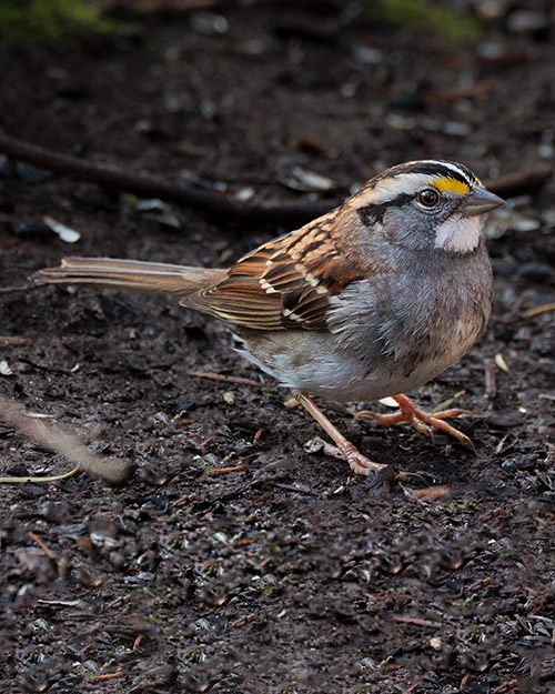 White-throated Sparrow