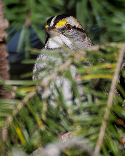 White-throated Sparrow