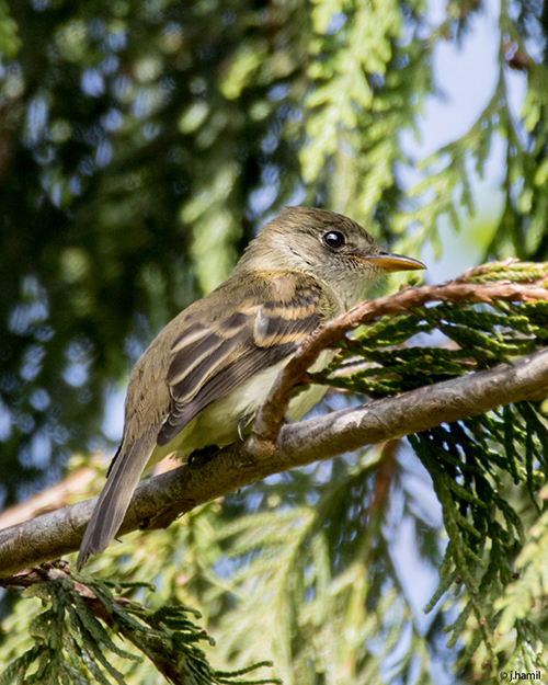 Purple Finch