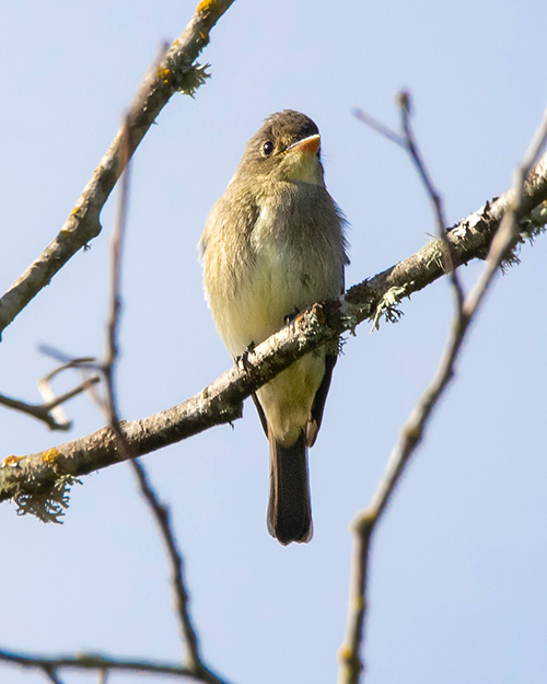 Willow Flycatcher