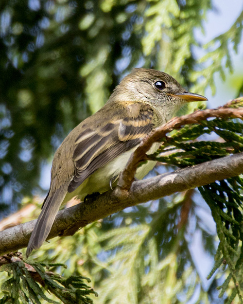 Willow Flycatcher