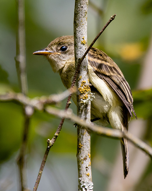 Willow Flycatcher