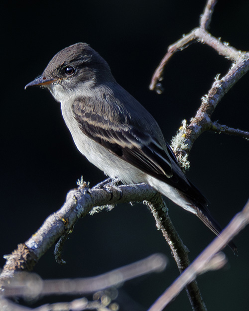 Willow Flycatcher