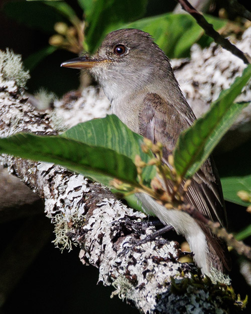 Willow Flycatcher