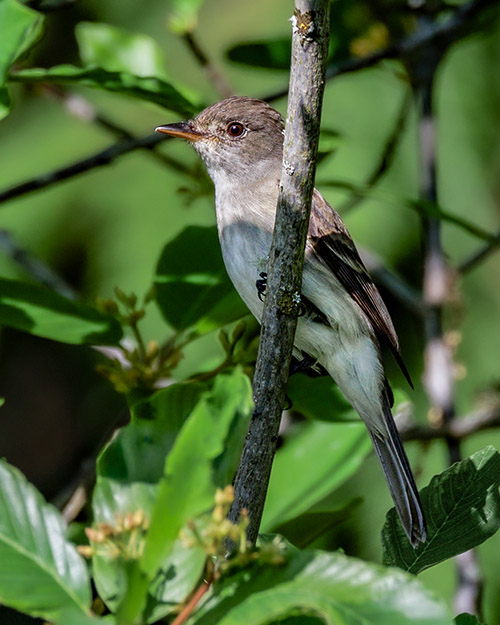 Willow Flycatcher