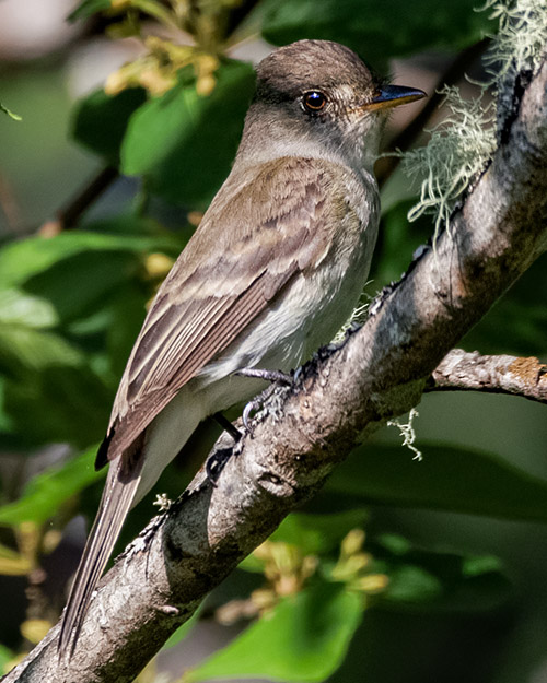 Willow Flycatcher