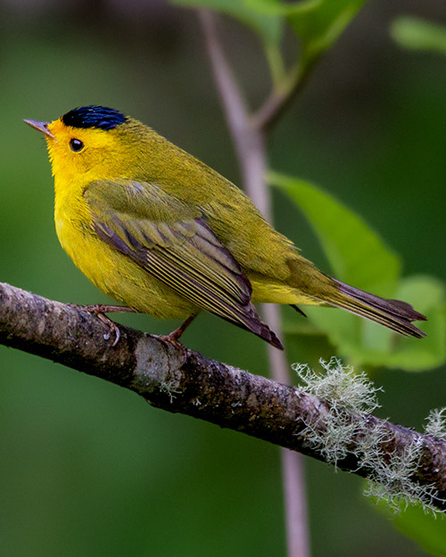 Wilson's Warbler