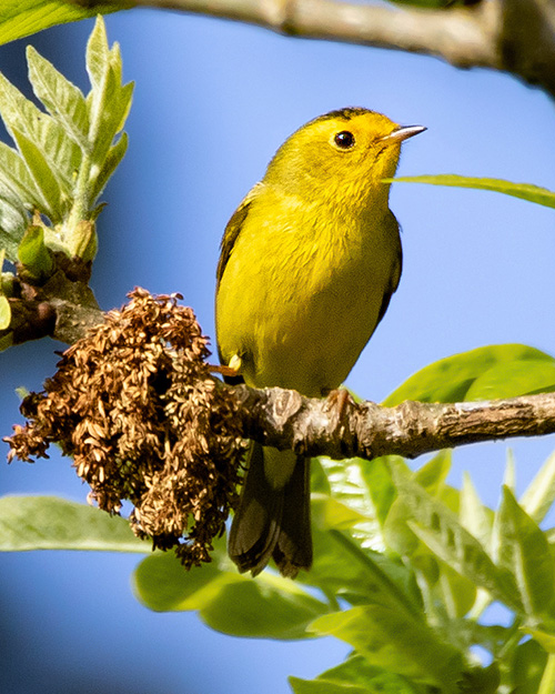 Wilson's Warbler