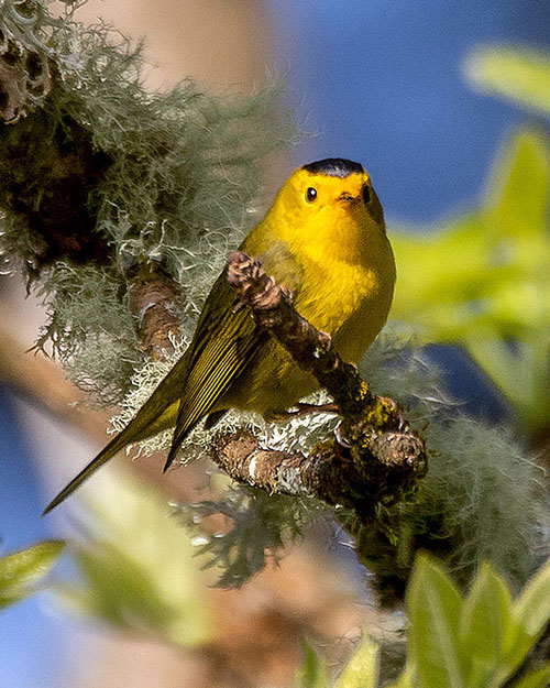 Wilson's Warbler