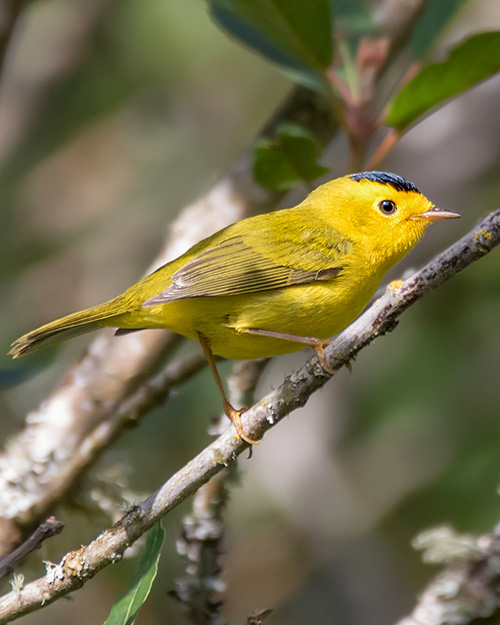 Wilson's Warbler