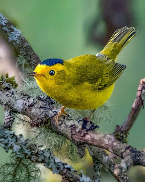 Wilson's Warbler