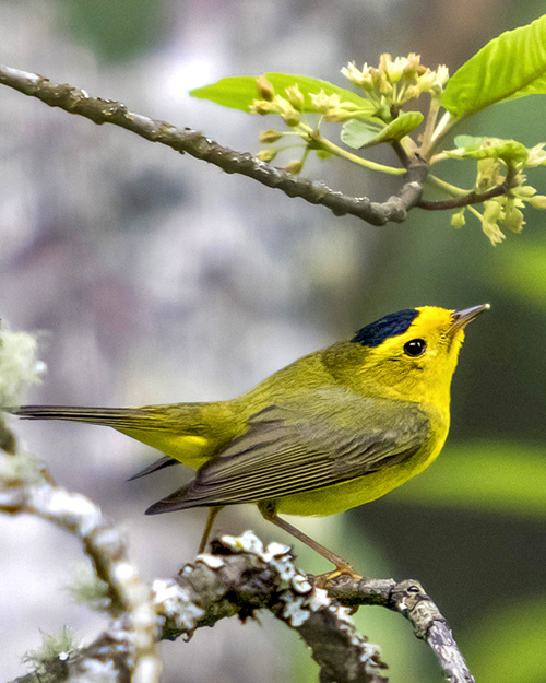 Wilson's Warbler