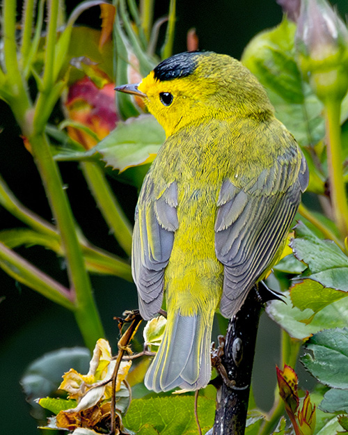 Wilson's Warbler
