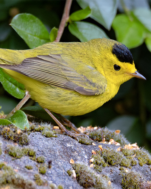 Wilson's Warbler