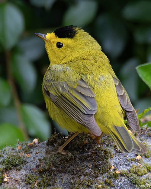 Wilson's Warbler