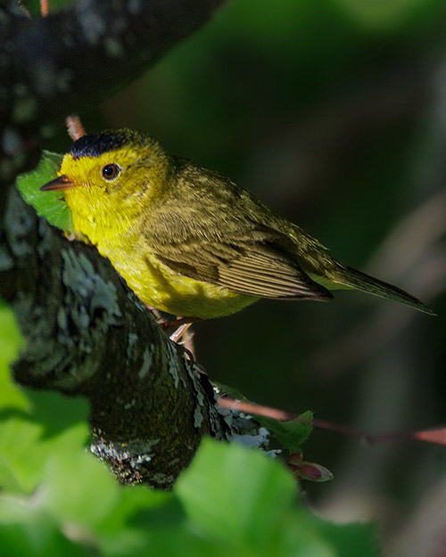 Wilson's Warbler