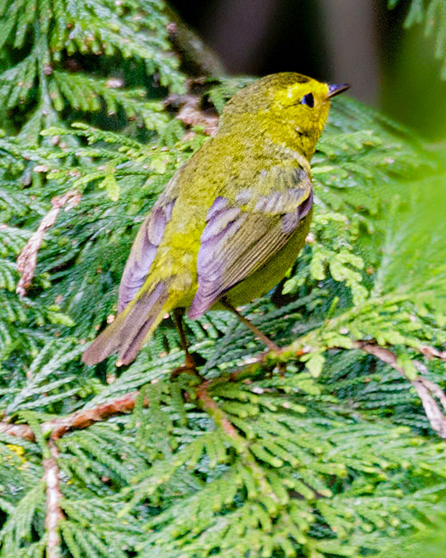 Wilson's Warbler