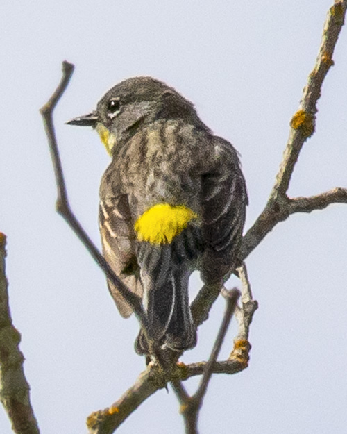 Yellow-rumped Warbler