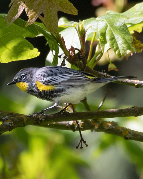 Yellow-rumped Warbler