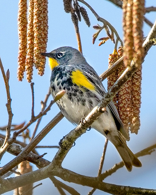 Yellow-rumped Warbler