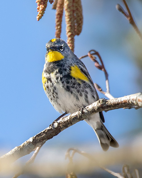 Yellow-rumped Warbler