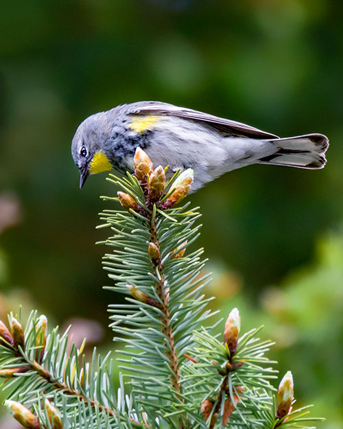 Yellow-rumped Warbler