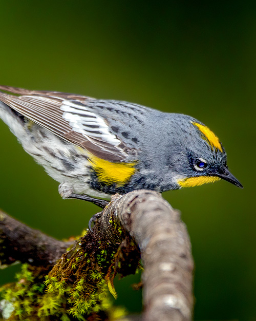 Yellow-rumped Warbler