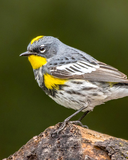 Yellow-rumped Warbler