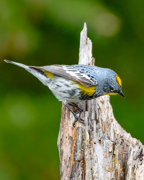 Yellow-rumped Warbler