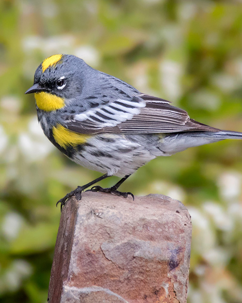 Yellow-rumped Warbler