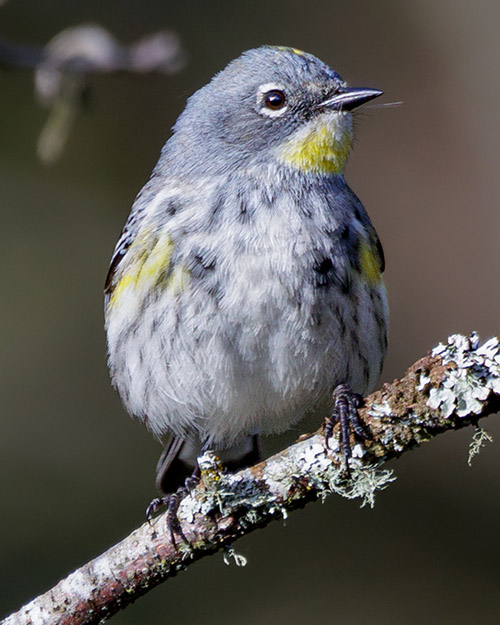 Yellow-rumped Warbler