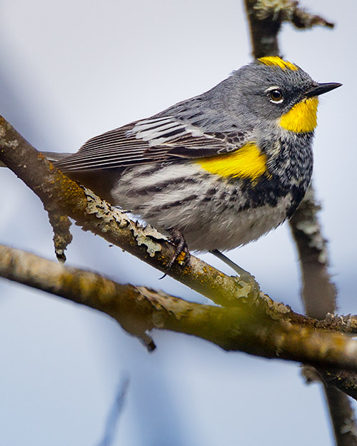 Yellow-rumped Warbler